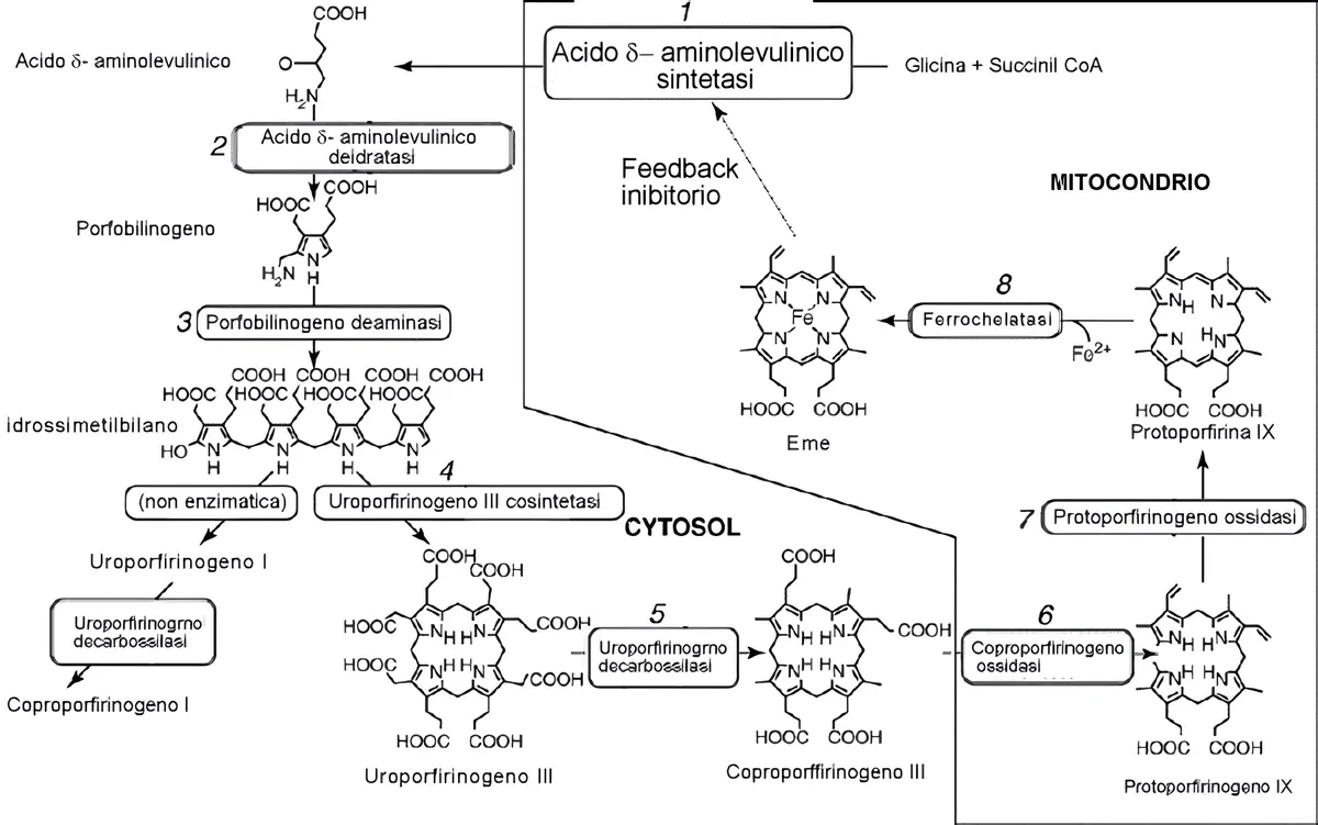 Illustrazione che descrive la via biosintetica del gruppo eme.